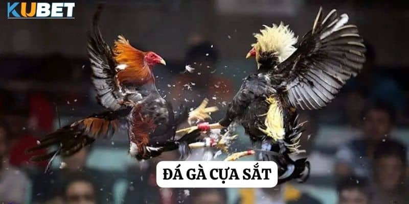 Đá gà cựa sắt tại Kubet: Sự hấp dẫn của trận đấu và cơ hội thắng lớn