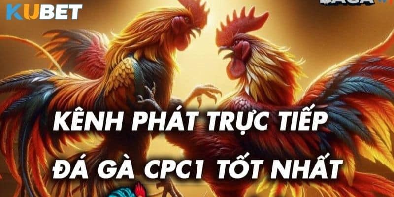 Hướng dẫn chi tiết cách chơi đá gà trực tiếp C1 tại kubet