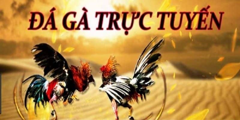 Lịch đá gà trực tiếp casino tại Kubet