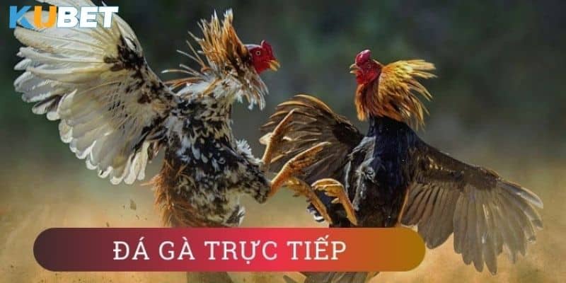 Kinh nghiệm chơi đá gà trực tuyến hiệu quả tại kubet